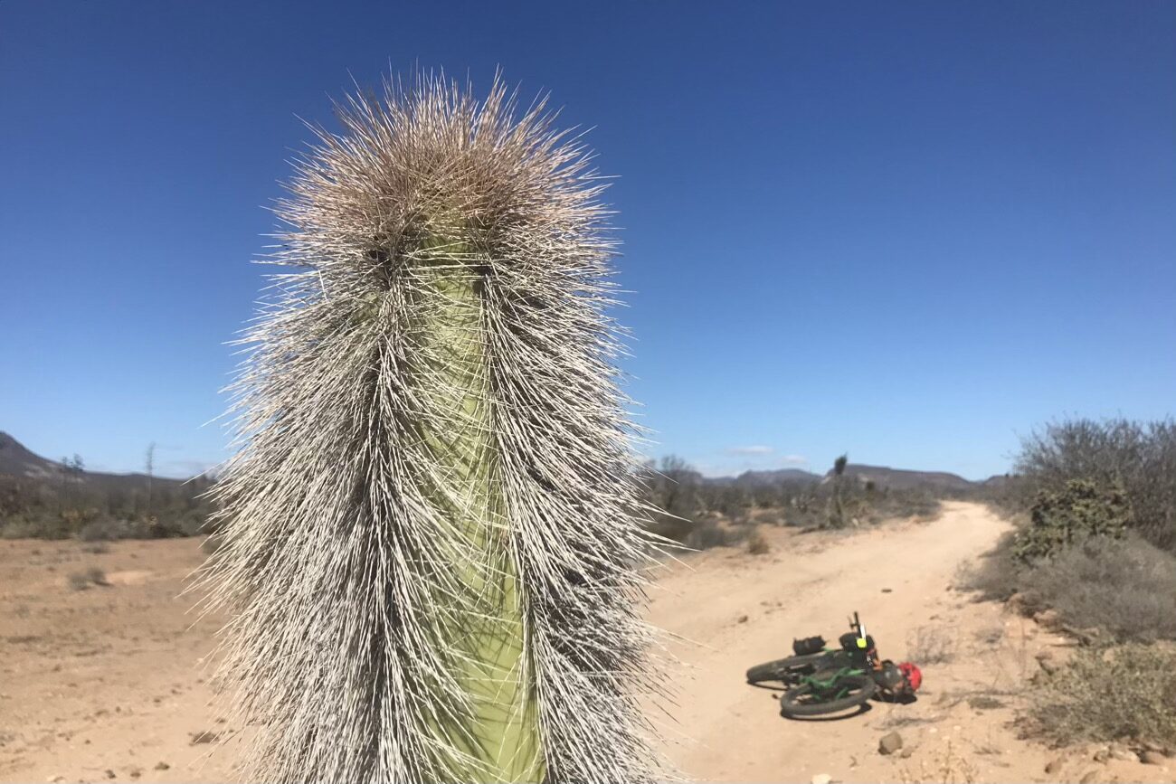 The cool furry head cactus