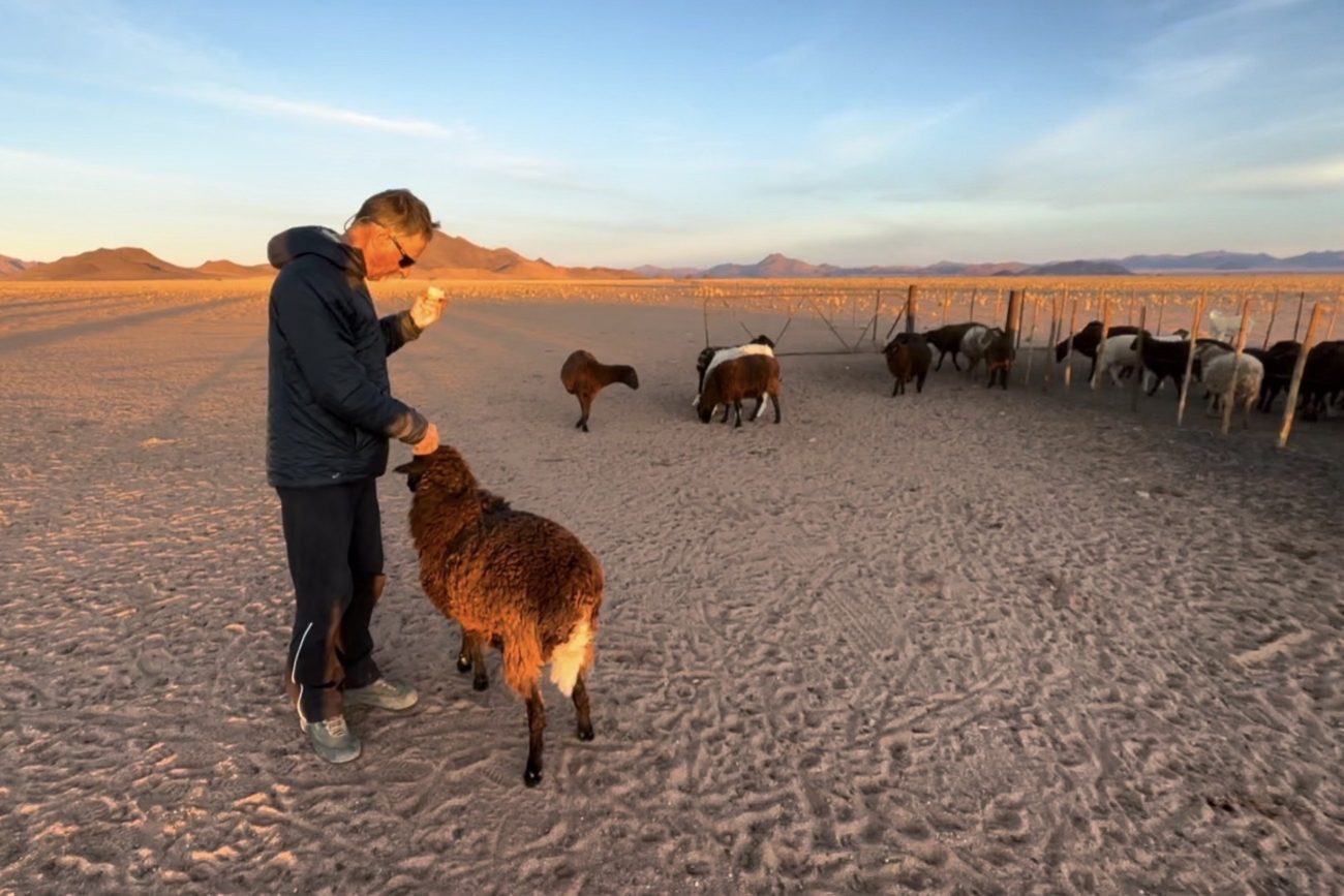 Orange peel treats for the sheep – they were very tame