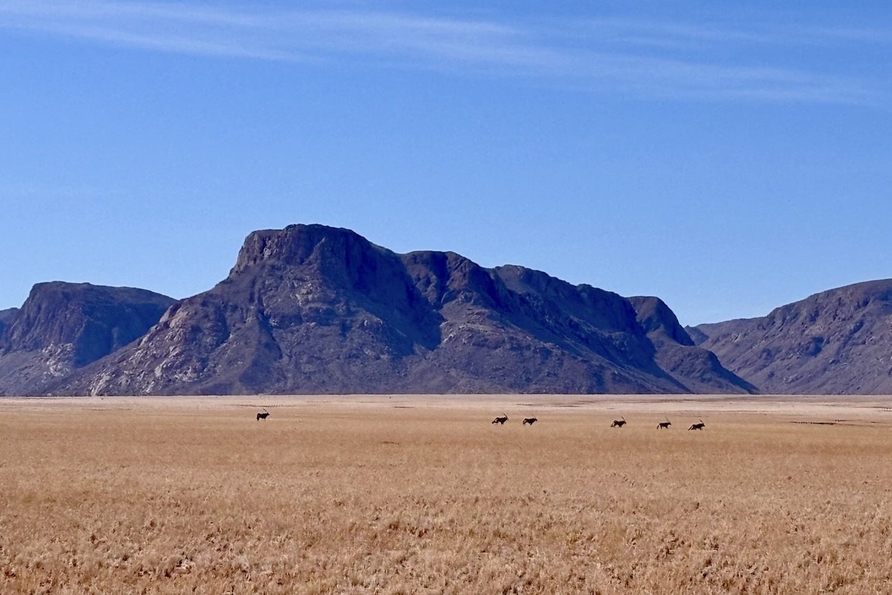 Oryx in the landscape